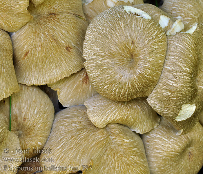 Polyporus_umbellatus_bm1795