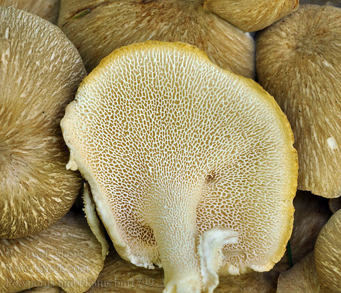 Polyporus_umbellatus_bm1799