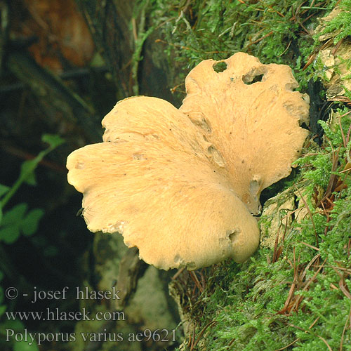 Polyporus varius Foranderlig stilkporesvamp Polypore variable