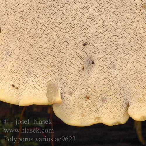 Polyporus varius ae9623