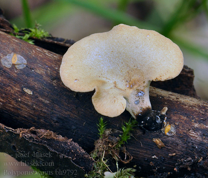 Polyporus varius Löwengelber Stielporling