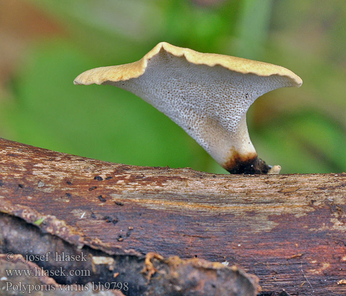 Polyporus_varius_bh9798