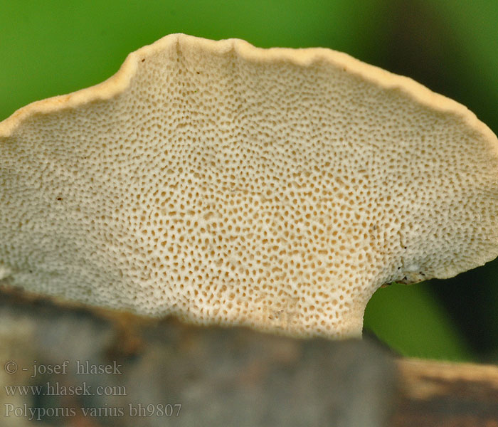 Polyporus_varius_bh9807