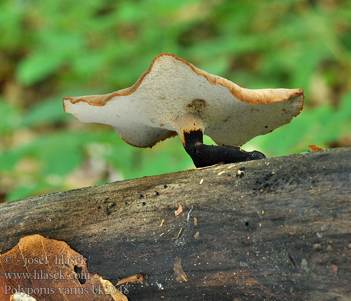 Polyporus_varius_bk2648