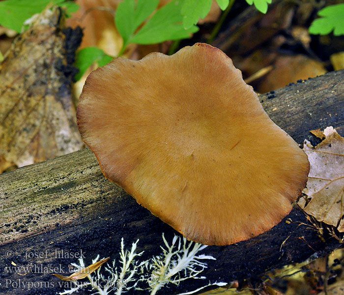 Foranderlig stilkporesvamp Polypore variable