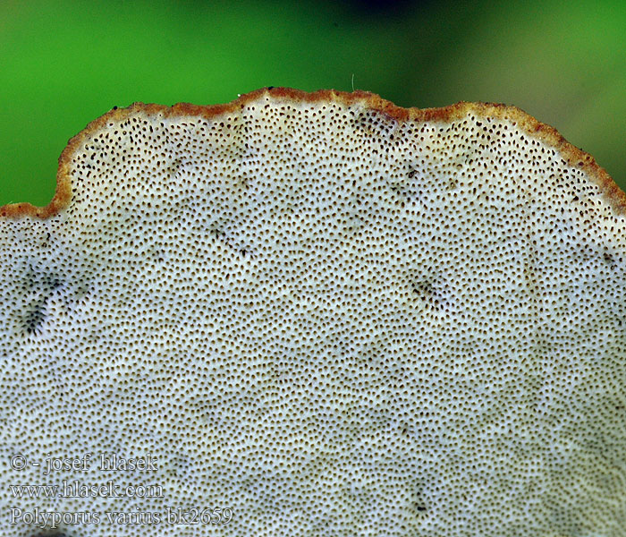 Polyporus_varius_bk2659