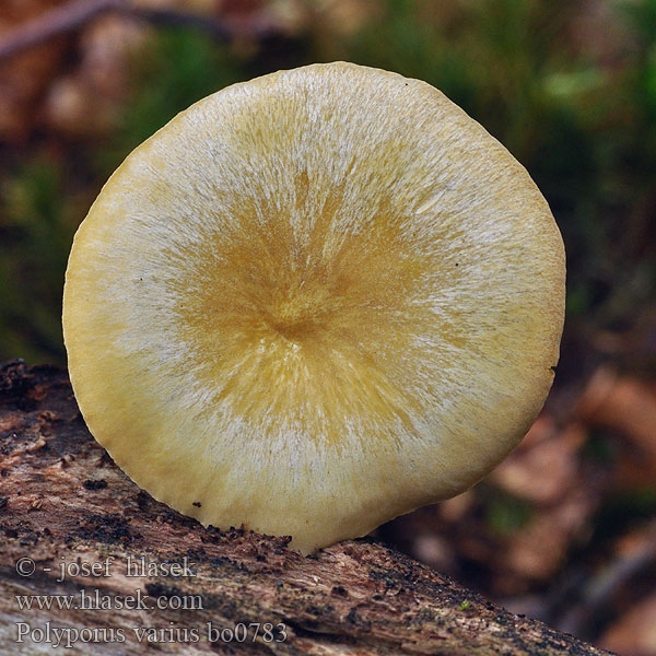 Polyporus varius Stielporling żagiew zmienna