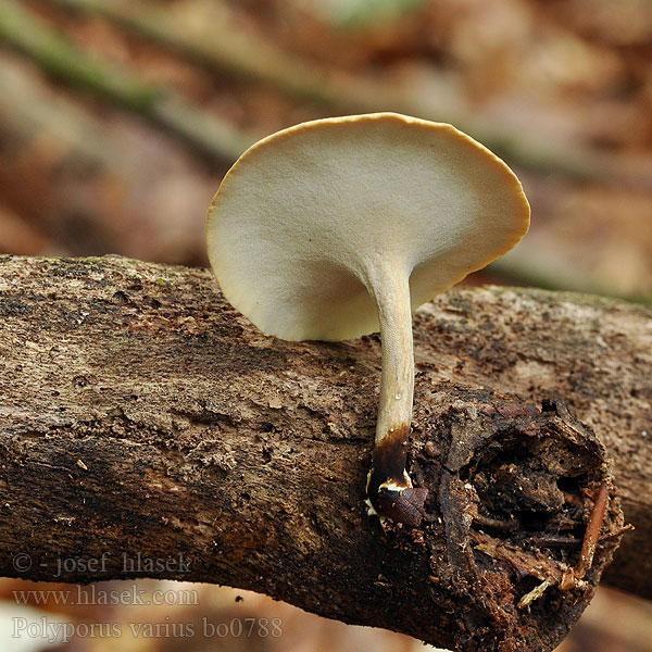 Polyporus_varius_bo0788