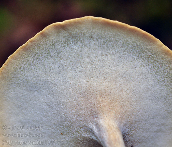 Polyporus_varius_bo0792