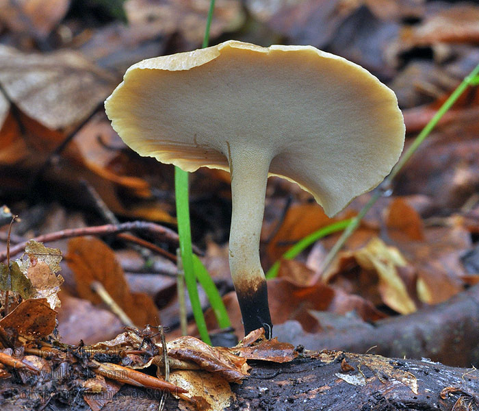 Choroš měnlivý Polyporus varius