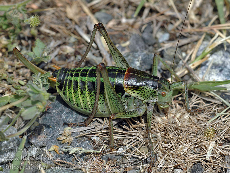 Polysarcus denticauda Kobylka zavalitá