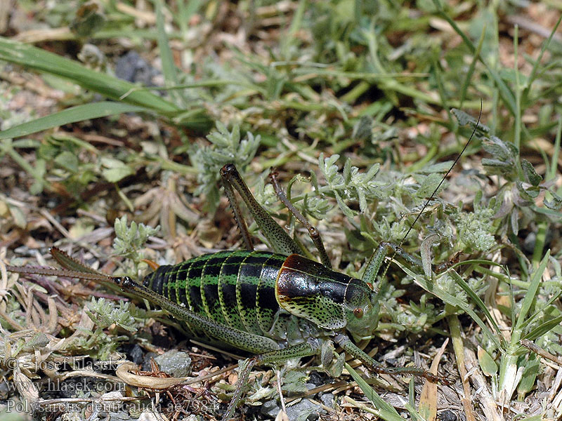 Polysarcus denticauda Wanstschrecke