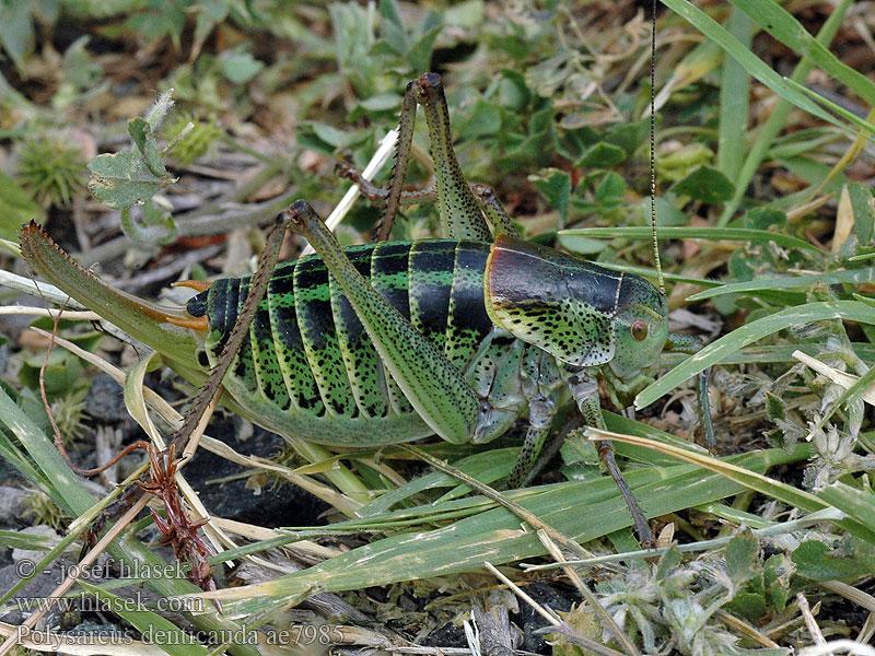 Polysarcus denticauda Barbitiste ventru