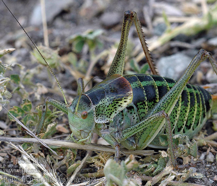 Polysarcus denticauda Kobylka zúbkatá