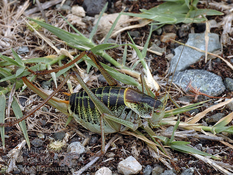 Kobylka zavalitá Polysarcus denticauda