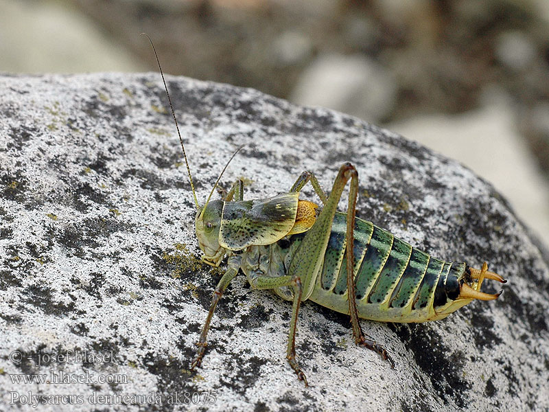 Wanstschrecke Polysarcus denticauda