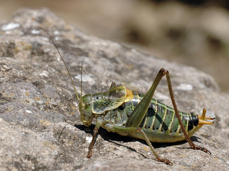 Barbitiste ventru Polysarcus denticauda