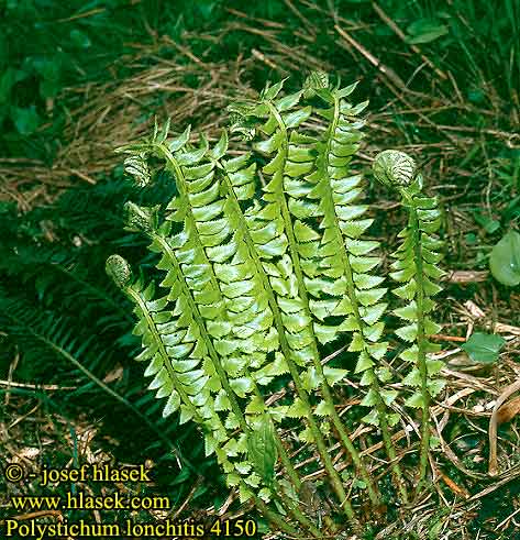 Polystichum lonchitis Narrow Holly Fern Nothern