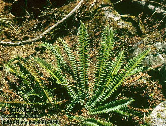 Polystichum lonchitis Kapradina hrálovitá