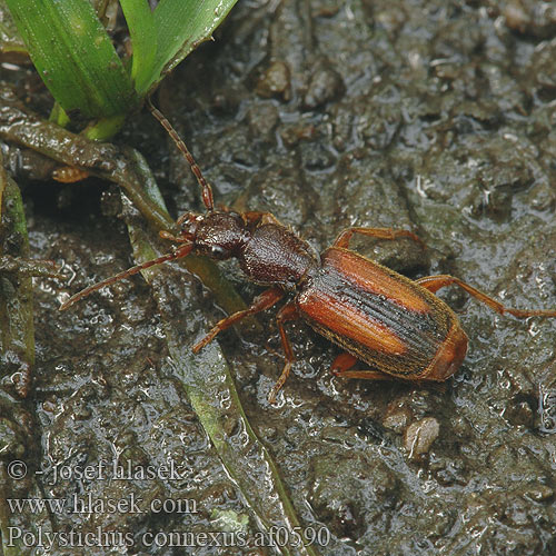 Polystichus connexus af0590