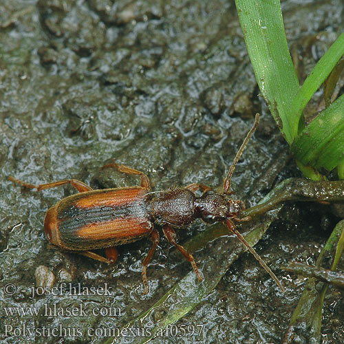 Polystichus connexus af0597