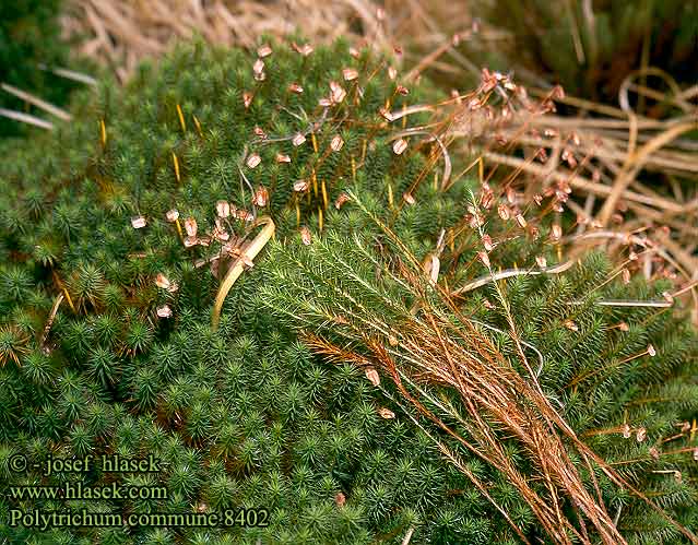 Polytrichum commune Goldenes Frauenhaarmoos Ploník obecný