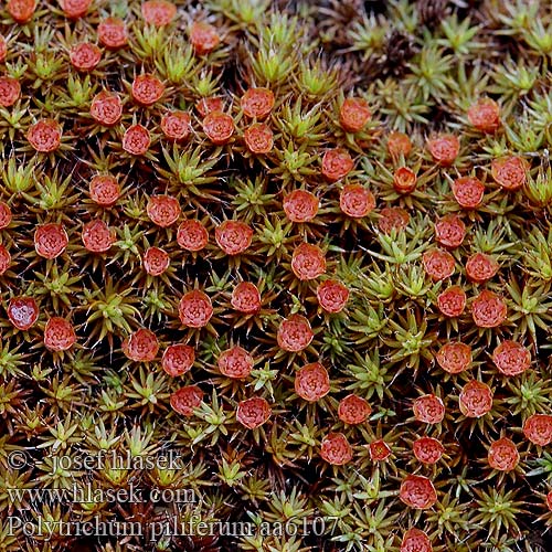 Polytrichum piliferum Ploník chluponosný vlasatý Haartragendes Frauenhaarmoos