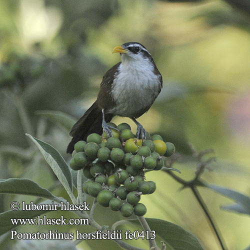 Pomatorhinus horsfieldii Indian Scimitar-Babbler Křivozobka indická Horsfield-Säbler Pomatorhin Horsfield Garrulo scimitarra Travancore インドマミジロマルハシ Travancore-kruiplijster Laczniak zóltodzioby Šablozob žltozobý Indiasigdtimal Intiansirppitimali Seglnæbstimalie Segltimalie