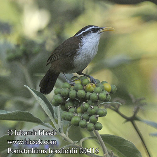 Horsfield-Säbler Pomatorhin Horsfield Garrulo scimitarra Travancore インドマミジロマルハシ Travancore-kruiplijster Laczniak zóltodzioby Šablozob žltozobý Indiasigdtimal Intiansirppitimali Seglnæbstimalie Segltimalie Pomatorhinus horsfieldii Indian Scimitar-Babbler Křivozobka indická