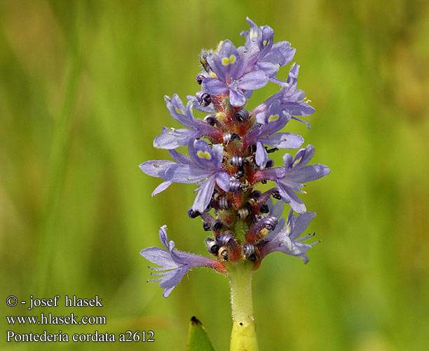 Pontederia cordata