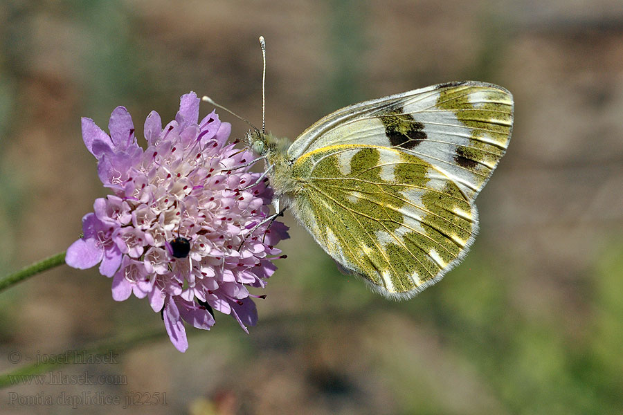 Blanquiverdosa Piéride Réséda Pontia daplidice