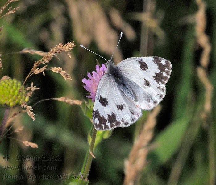 Pontia daplidice