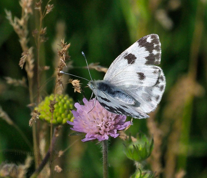 Pontia daplidice