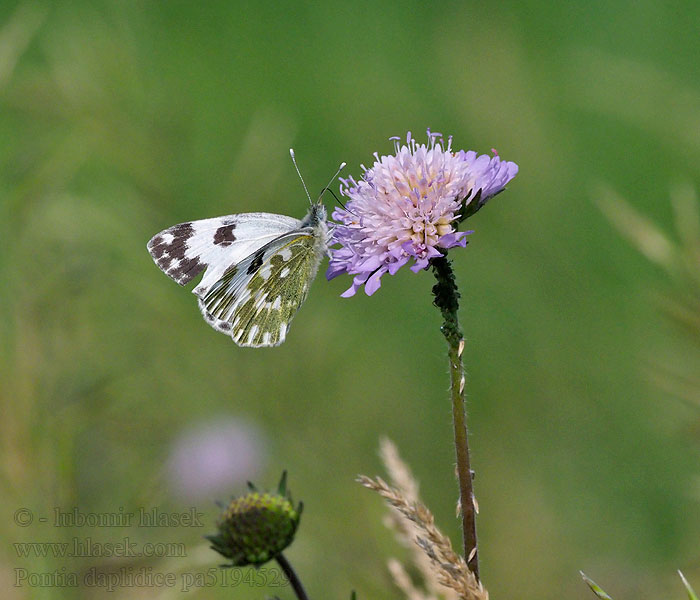 Pontia daplidice