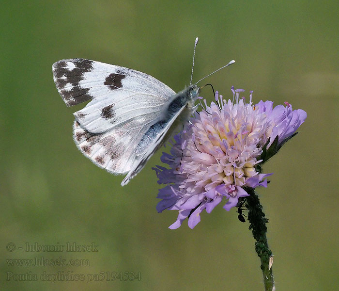 Pontia daplidice