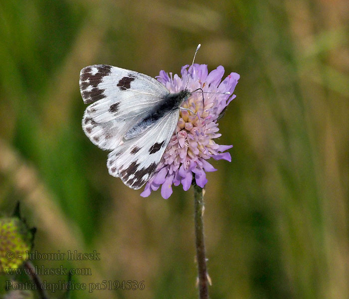 Pontia daplidice