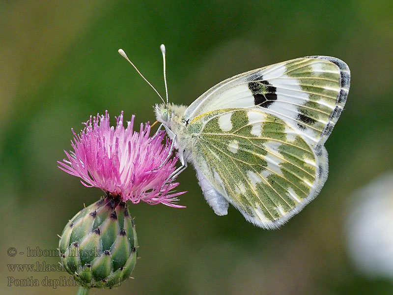 Rezedakepke Resedaweißling Reseda-Weißling Pontia daplidice