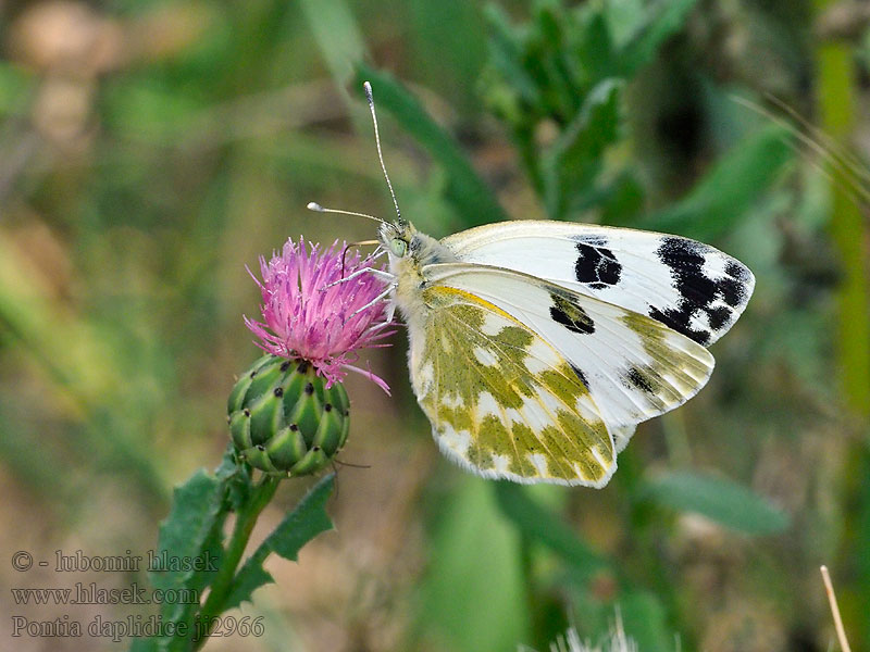 Bath White Marbré vert Pontia daplidice