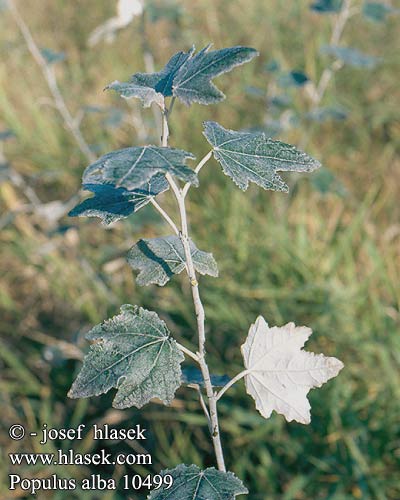 Populus alba Silberpappel White Poplar Sølv-Poppel White Poplar