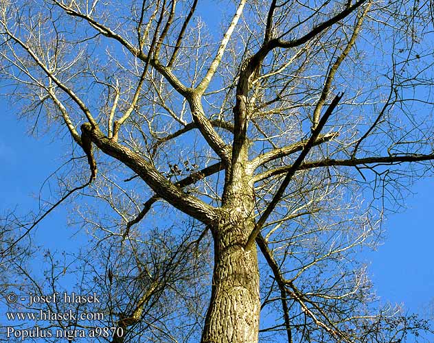 Populus nigra Black poplar Schwarz-Pappel Schwarzpappel