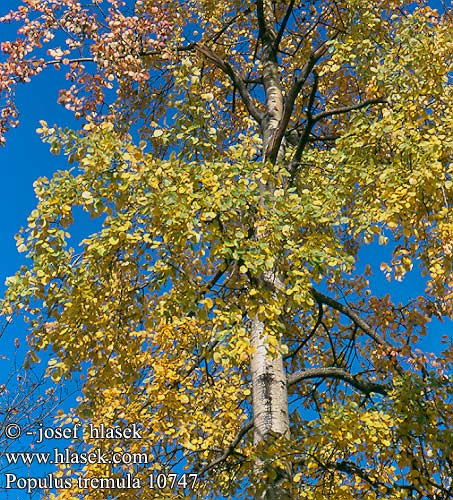 Populus tremula Espe Zitterpappel Bævre-Asp Aspen Tremolo Tremble