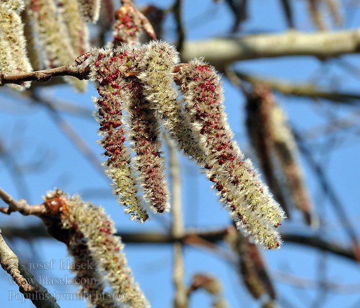 Populus tremula Pioppo tremolo osikový Topol osika