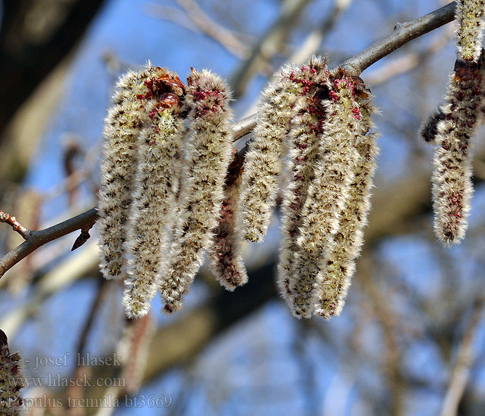 Populus tremula Álamo temblón Plopul tremurător