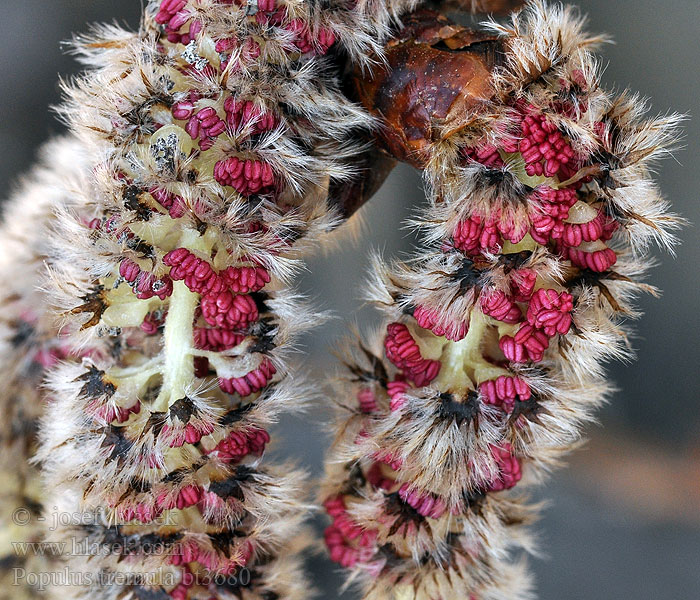 Populus tremula Осика Trepetlika ヤマナラシ