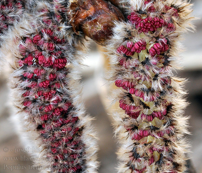 Populus tremula Pioppo tremolo