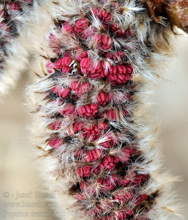 Populus tremula Topol osika