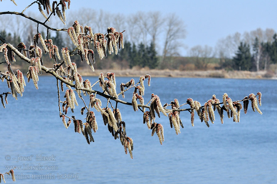 Populus tremula Álamo temblón