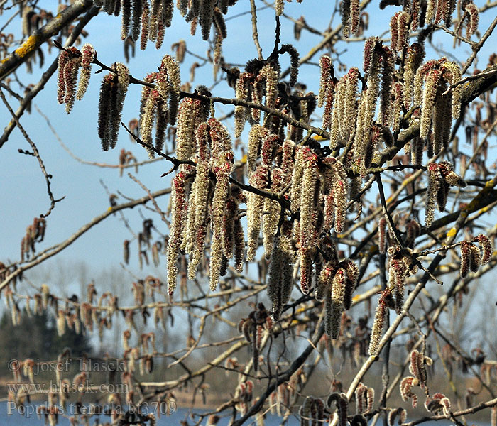 Populus tremula Topol osikový