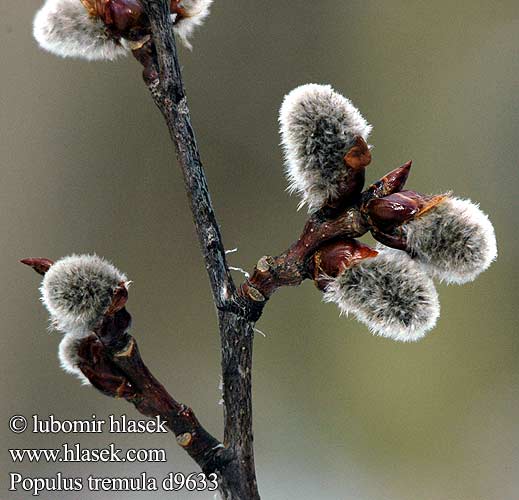 Populus tremula Pioppo tremolo osikový Topol osika Álamo temblón