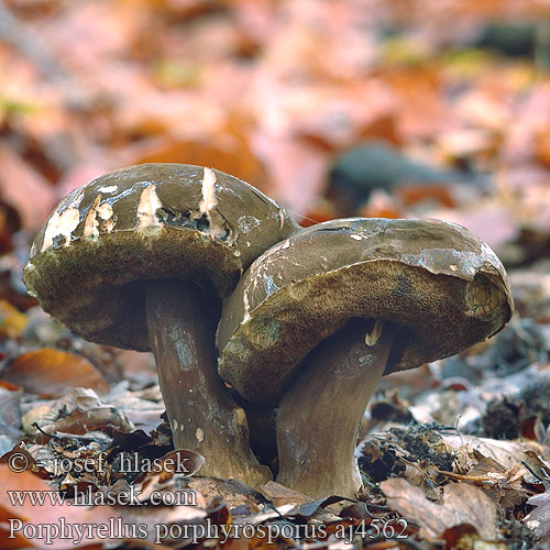 Porphyrellus porphyrosporus pseudoscaber Hřib nachovýtrusý